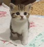 盆底康复超过6个月,笑尿了就是病吗