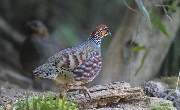 万里长江第一城宜宾市,宜宾万里长江第一城