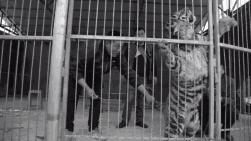 丧心病狂！每帧画面都在捅刀子，多少人忽视了这些人间惨剧…