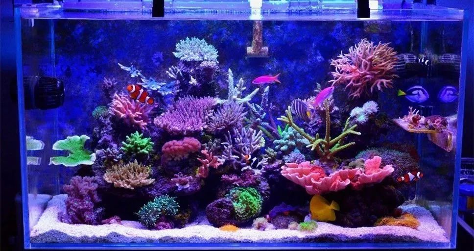 sps海缸ph多少最佳,海缸sps要多久才能下