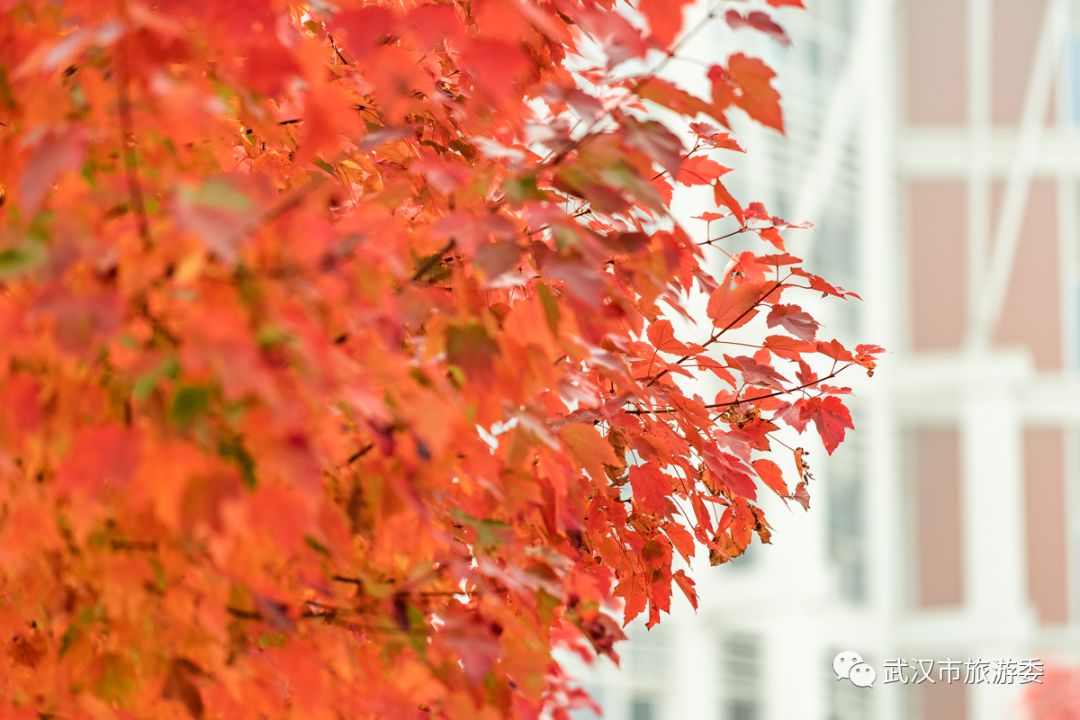 红叶最佳旅游地点武汉,武汉看红叶最好的地方