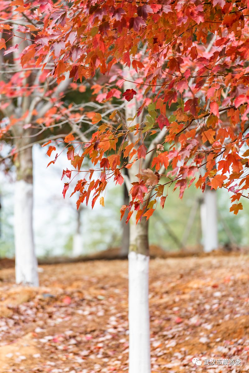 红叶最佳旅游地点武汉,武汉看红叶最好的地方