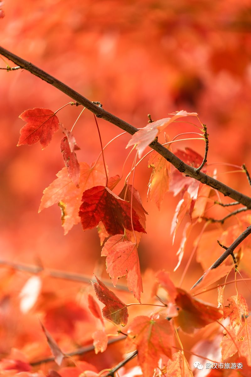 红叶最佳旅游地点武汉,武汉看红叶最好的地方