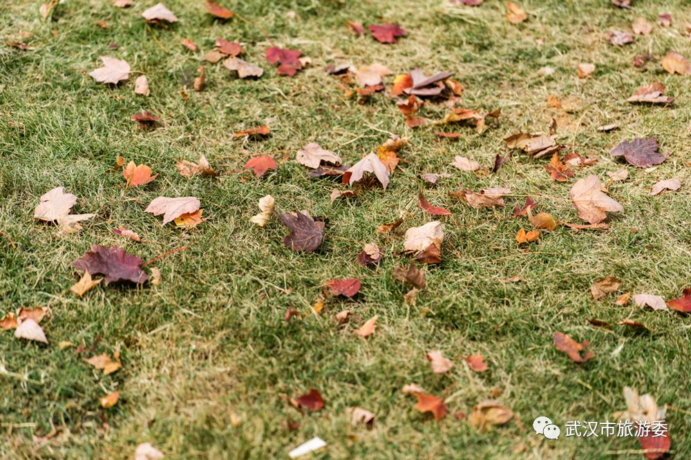 红叶最佳旅游地点武汉,武汉看红叶最好的地方