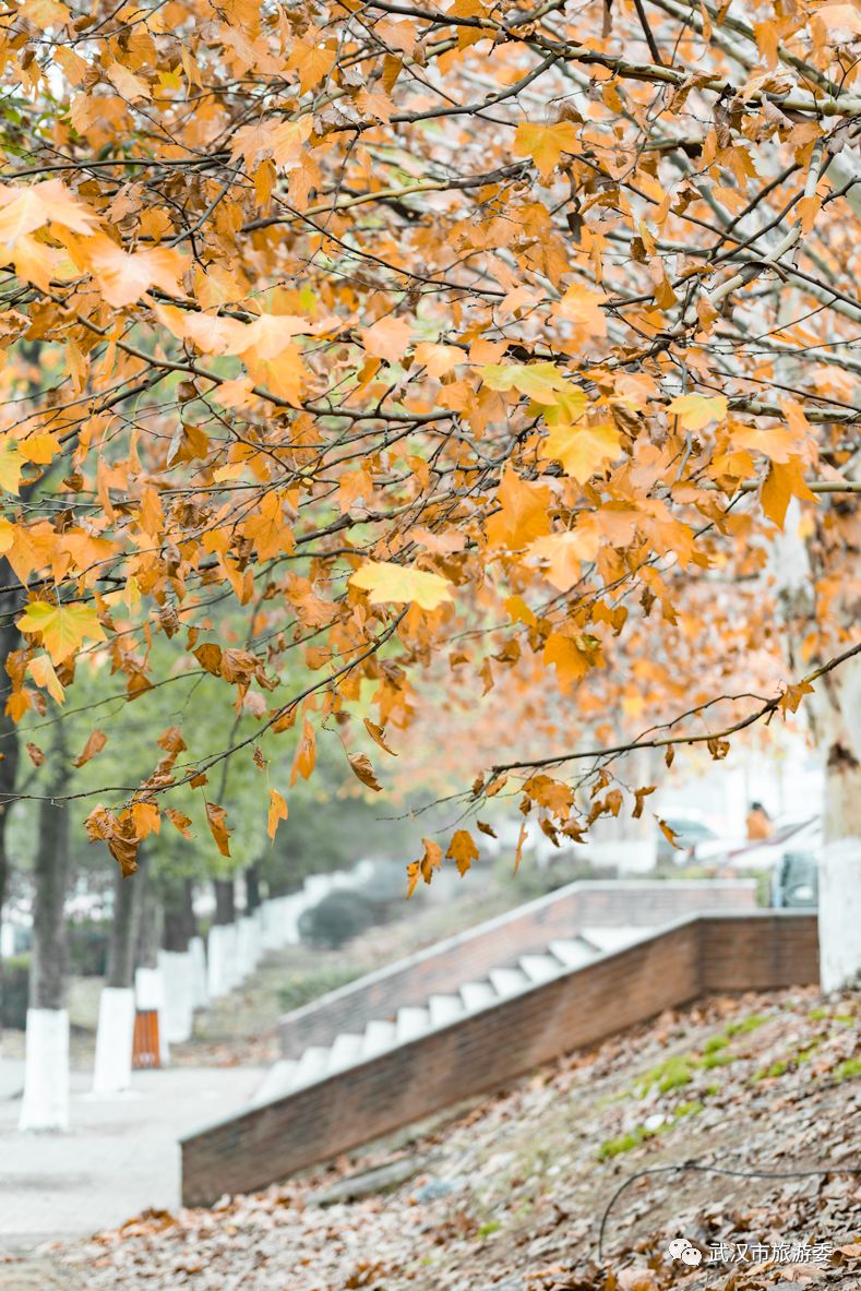 红叶最佳旅游地点武汉,武汉看红叶最好的地方