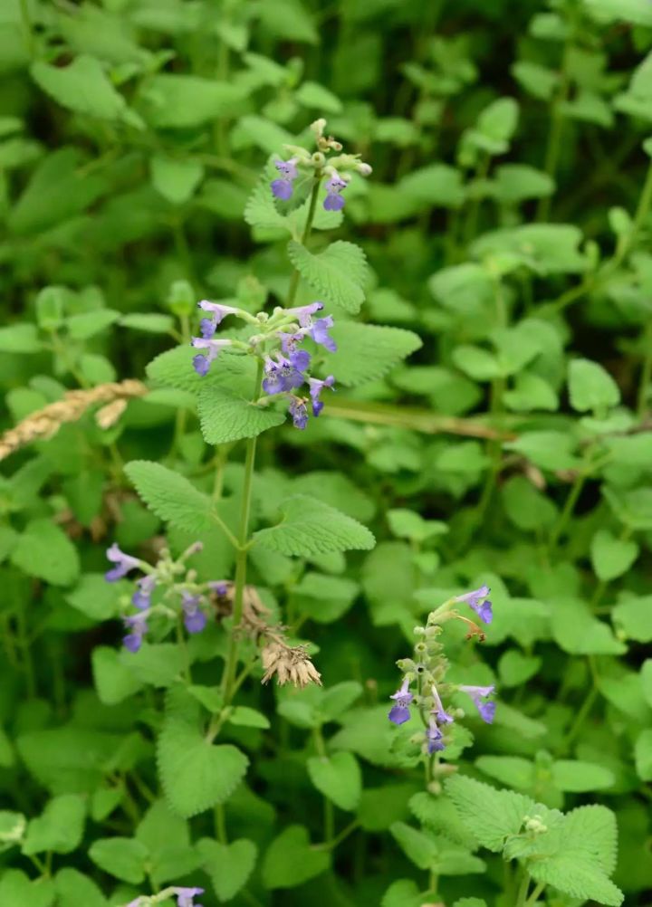 猫吸猫薄荷等于人吃什么,可以让猫一直吸猫薄荷吗
