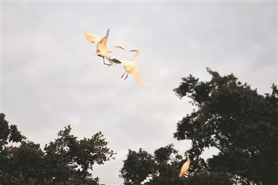 东莞有鸟天堂吗,东莞鸟的天堂