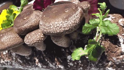 担心！这家哈达店的菜花紫甘蓝，那家地利生鲜的韭菜，还有这些家的菠菜油菜老黄瓜……丨13批次菜肉抽检腐霉利、毒死蜱检出不合格