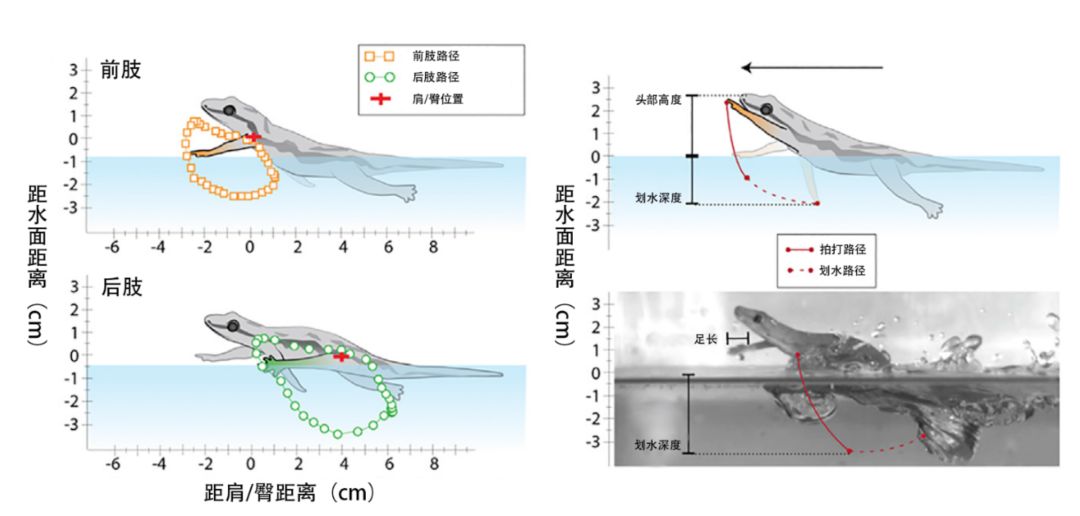 快瞧那只壁虎！它会“凌波微步”