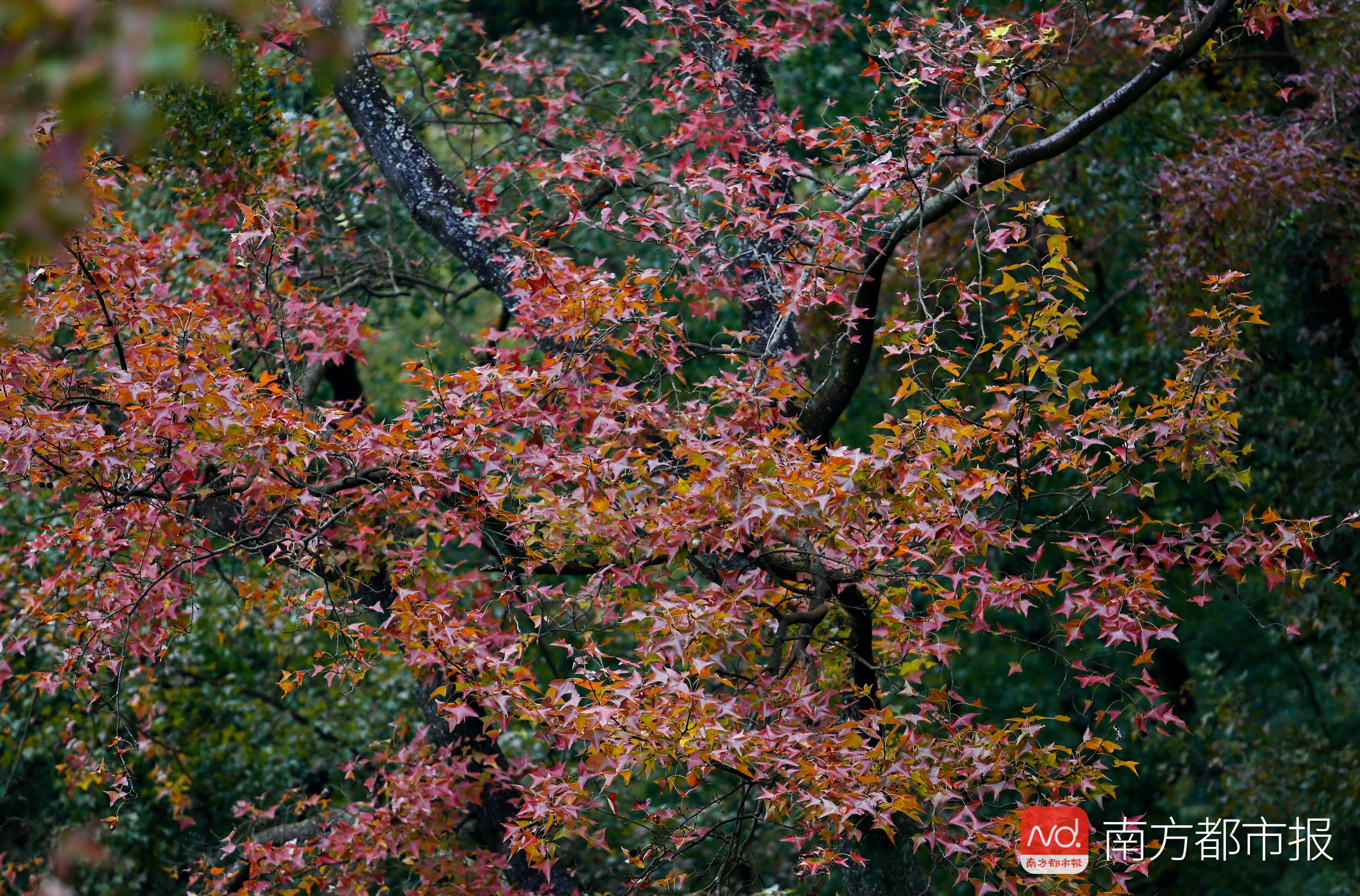 香山红叶满山遍野,香山公园红叶观赏胜地