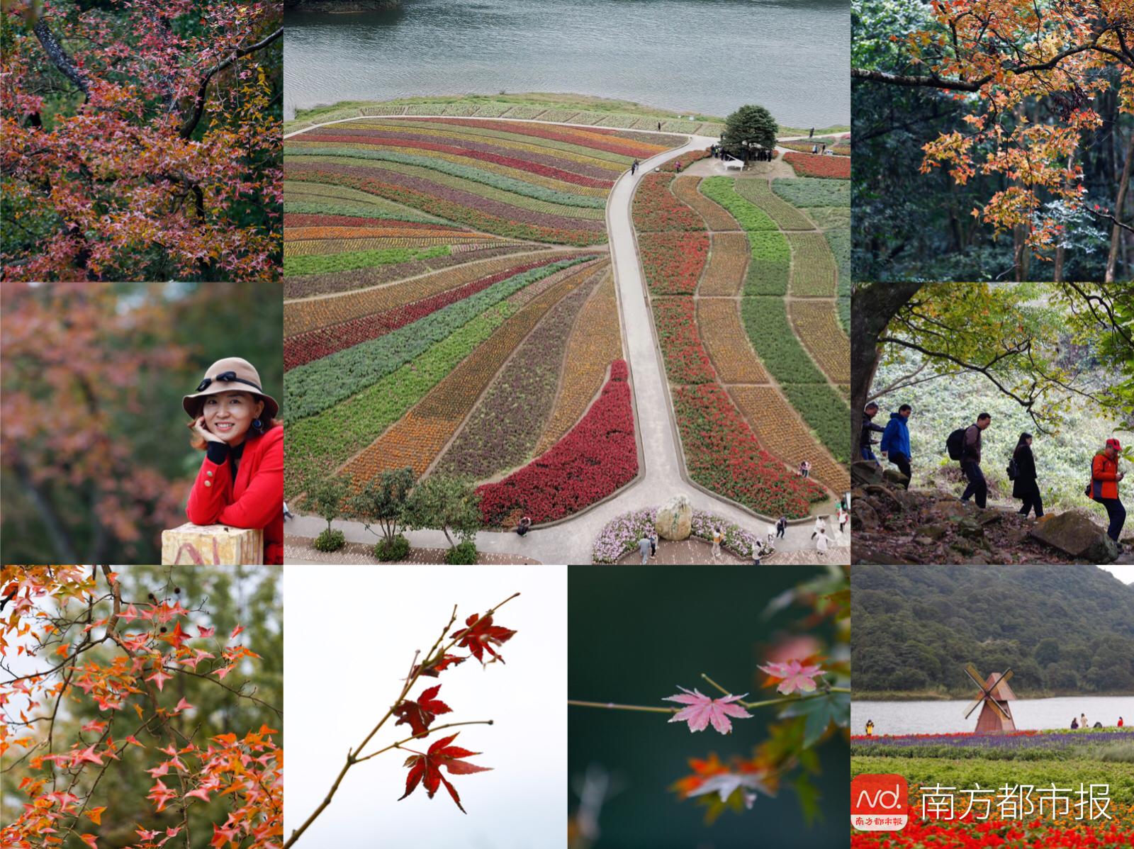 香山红叶满山遍野,香山公园红叶观赏胜地