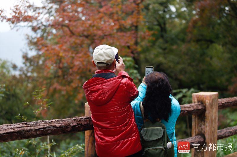 香山红叶满山遍野,香山公园红叶观赏胜地
