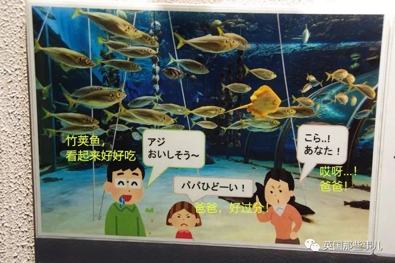 水族馆里面有什么样的小鱼,水族馆鱼虾