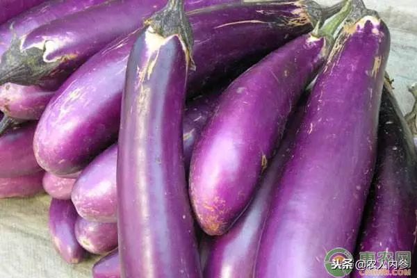 8月12日农产品批发价格,5月11日农产品批发价格