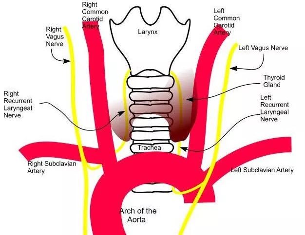 胸痛偶尔还会伴有响声,胸痛并伴有咽喉有异物感
