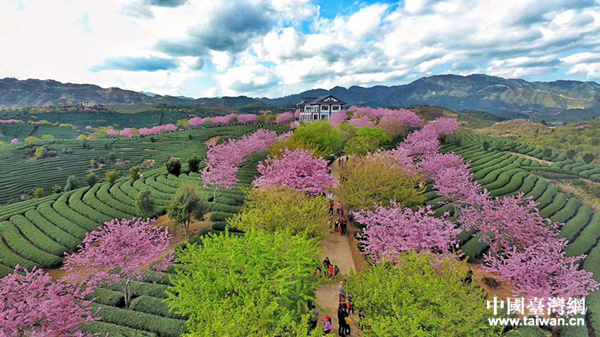台农畅谈大陆发展前景,台农创业新消息