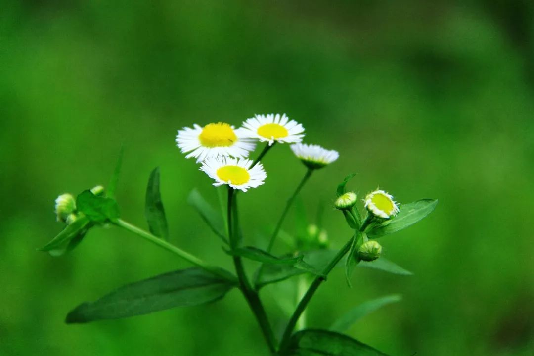 龙猫30年视频,龙猫三十年后是什么样子