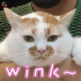 猫癣传染给人怎么办能治愈吗,猫癣给人传染了怎么办