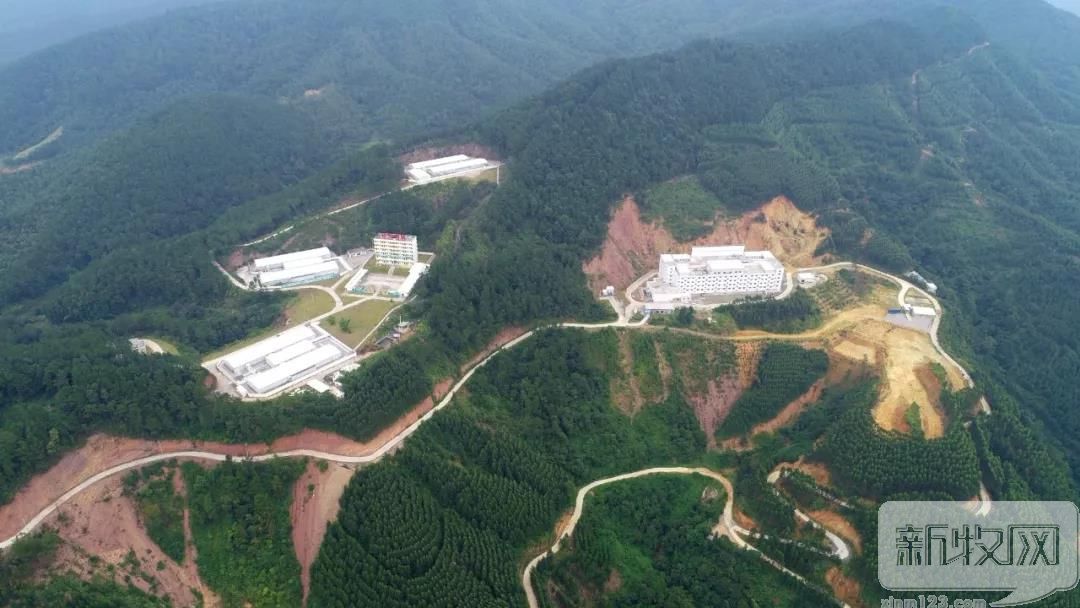 扬翔美系杜洛克公猪,扬翔杜洛克公猪