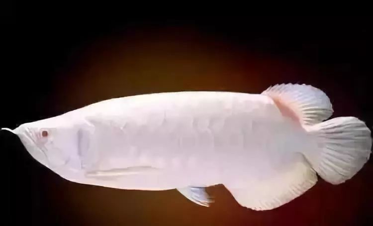 鱼种法拉利,观赏鱼有多美