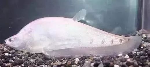 鱼种法拉利,观赏鱼有多美