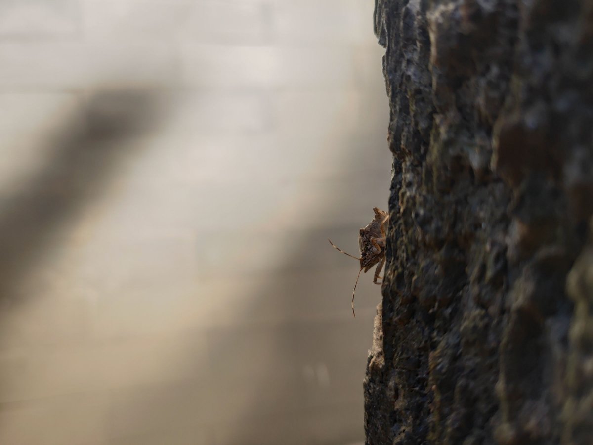 坚果r1smartisanos8.0,锤子手机坚果r1后摄像头