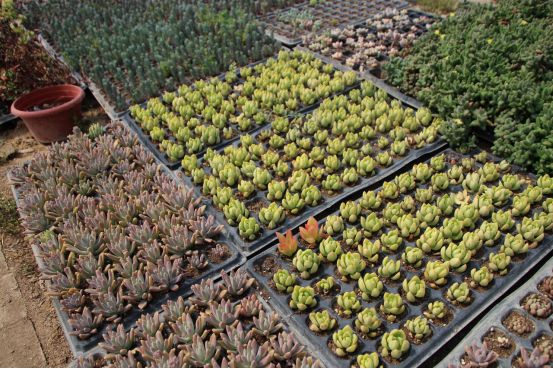 夏邑县特色农村,夏邑县前十村庄