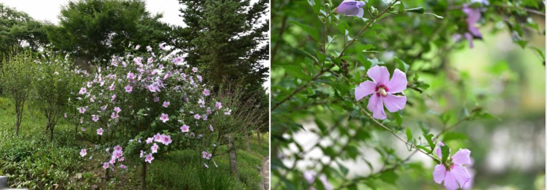 园林大讲堂｜清溪川：韩国人最引以为傲的生态改造项目
