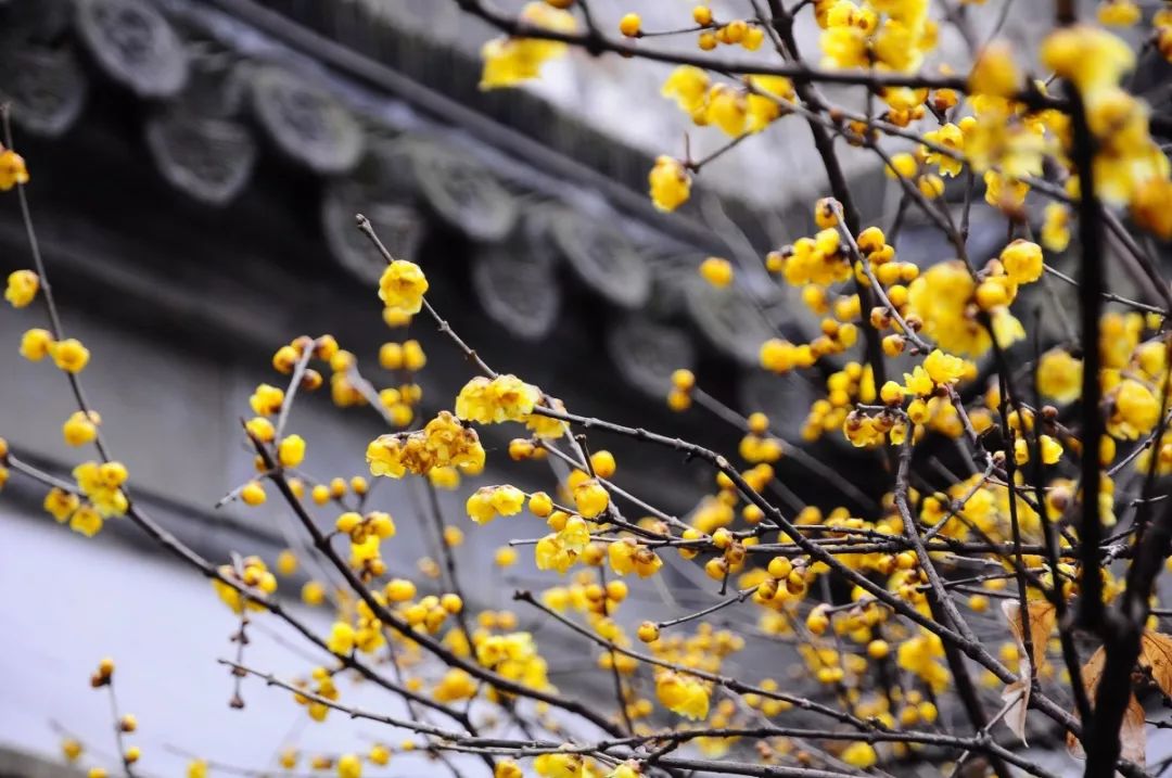 腊梅花的香味沁人心脾,腊梅花开香味扑鼻