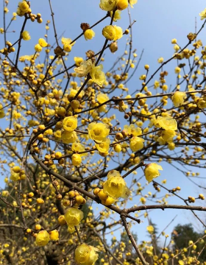 腊梅花的香味沁人心脾,腊梅花开香味扑鼻