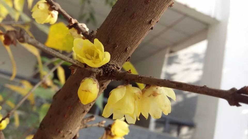 腊梅花的香味沁人心脾,腊梅花开香味扑鼻