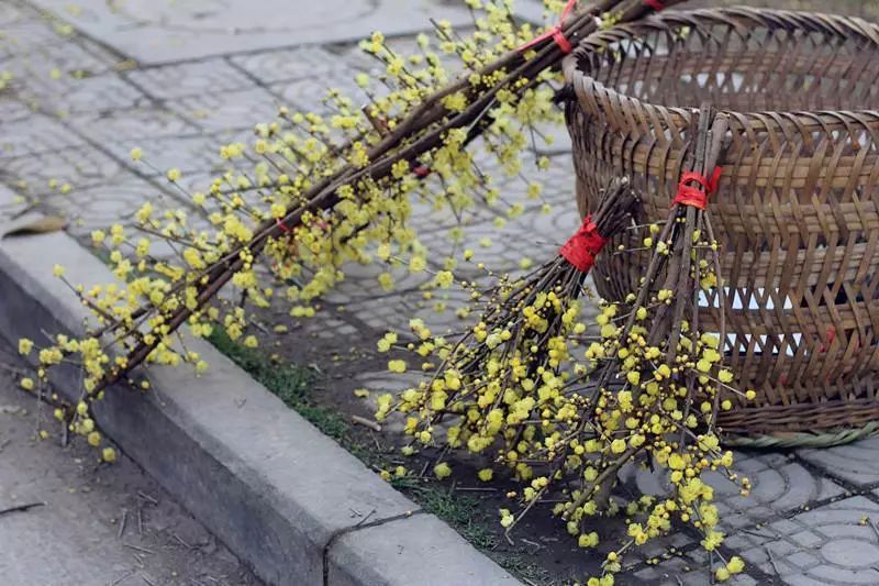 腊梅花的香味沁人心脾,腊梅花开香味扑鼻
