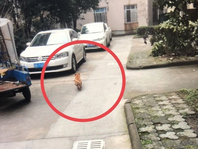 如何纠正凶犬咬人的坏习惯,恶性犬咬人什么办法让它快速松口