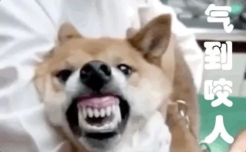 如何纠正凶犬咬人的坏习惯,恶性犬咬人什么办法让它快速松口