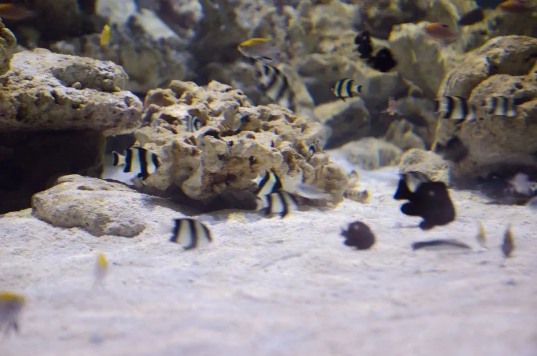 厦门翔安海洋馆门票价格,翔安澳头海洋馆