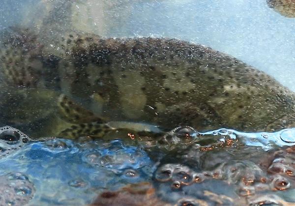 坐拥150㎡私家花园的火锅店，竟然还配空姐服务！