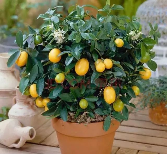 如何促进盆栽柠檬开花结果,盆栽柠檬几年开花结果