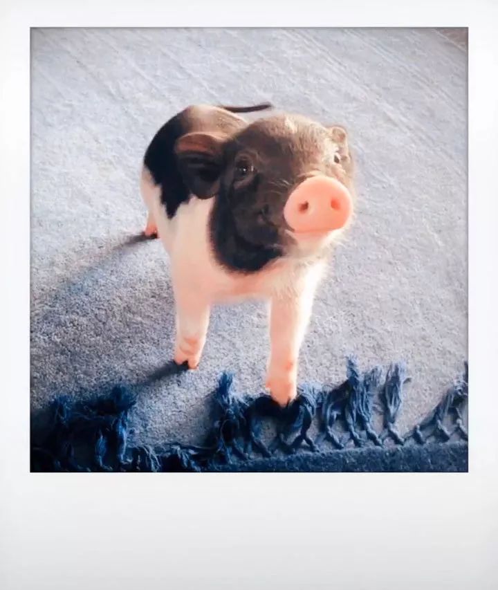 揭穿身边的骗局文章,揭穿新骗局视频