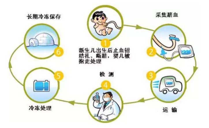 干细胞最全科普,造血干细胞移植后白细胞低原因