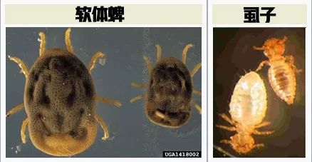 为什么体温计到42c了,为什么体温计刻度42