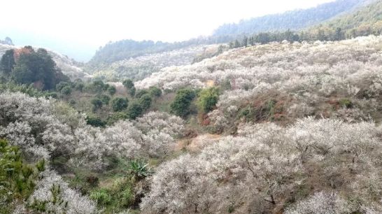 梁化梅园梅花开了吗,梁化梅园梅花观赏最佳时间