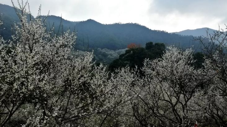 梁化梅园梅花开了吗,梁化梅园梅花观赏最佳时间