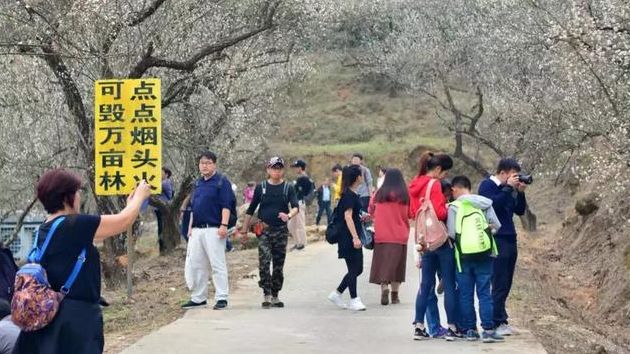 梁化梅园梅花开了吗,梁化梅园梅花观赏最佳时间