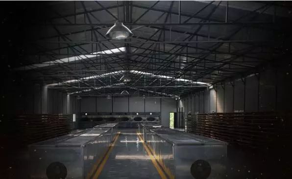 传奇兰花为什么值钱,传奇曼松普洱生茶