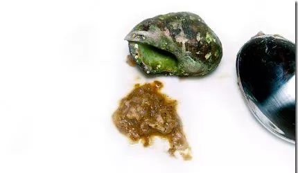 怎样处理鱼,怎么处理各种各样的鱼