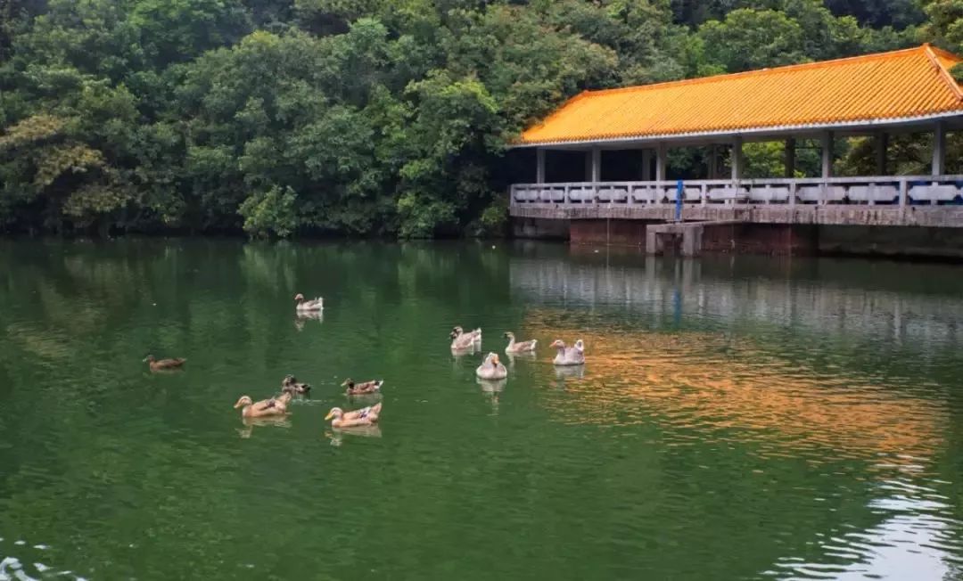来吧！侧田、黄凯芹邀你到鼎湖一起过大年！
