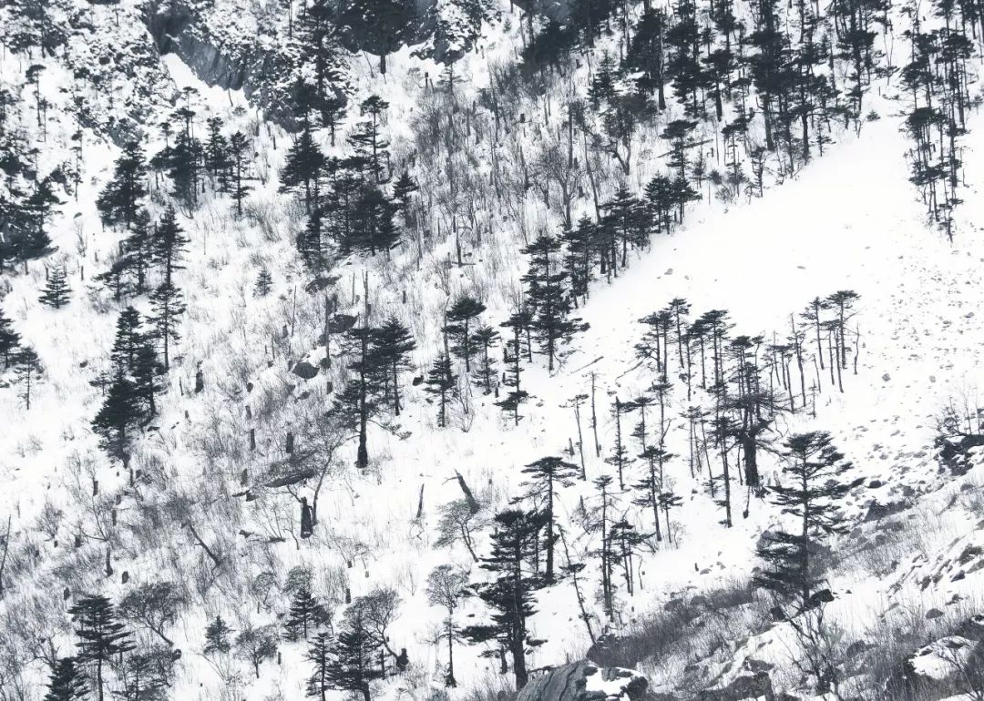 描写冬天的诗句也太绝了,写冬天最美的诗