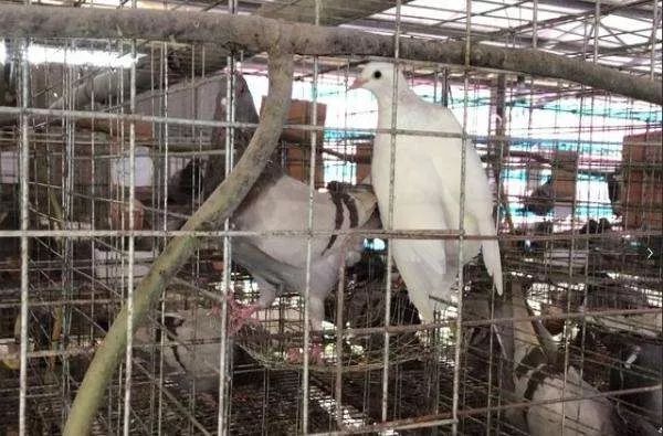 肉鸽养殖业扶贫,肉鸽养殖场致富经