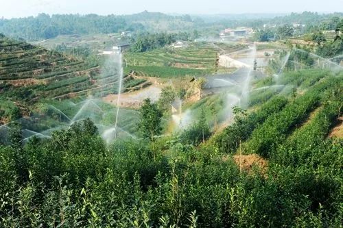 肉鸽养殖业扶贫,肉鸽养殖场致富经