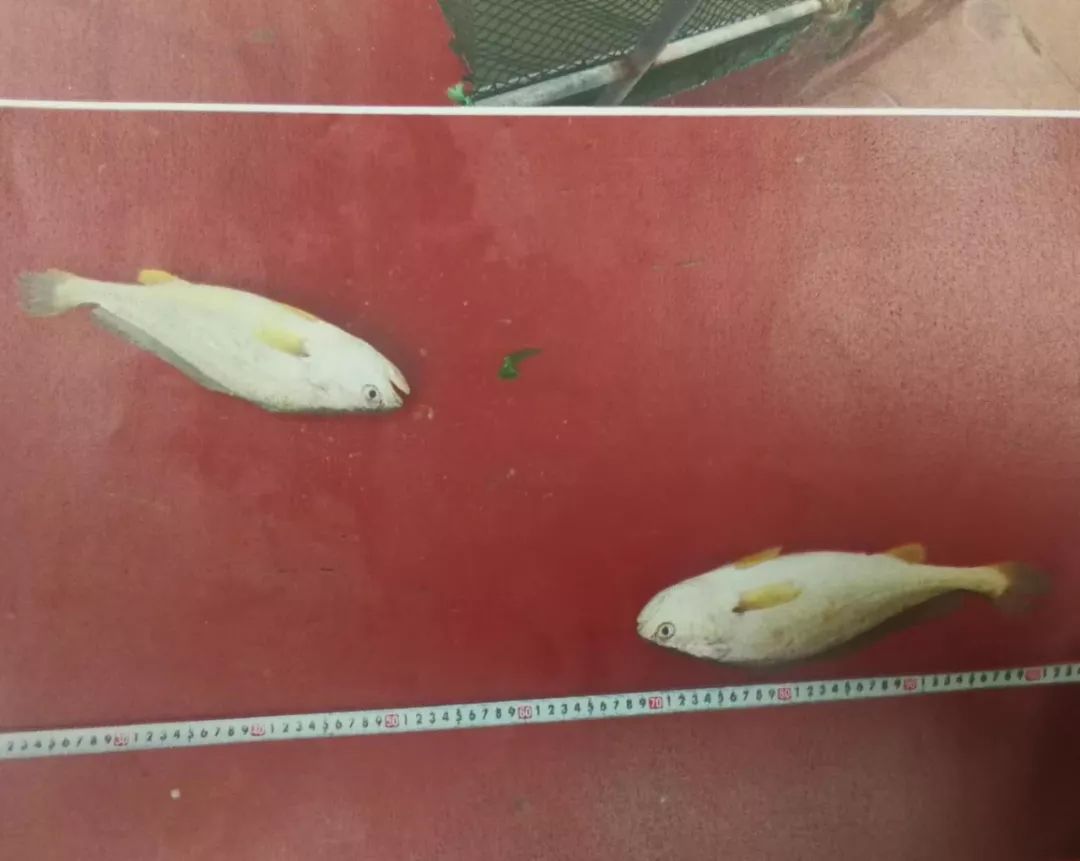 大过年，台州三男子租游艇去大陈，干了一票疯狂的事